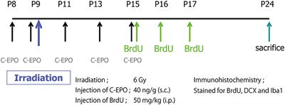 Carbamylated Erythropoietin Decreased Proliferation and Neurogenesis in the Subventricular Zone, but Not the Dentate Gyrus, After Irradiation to the Developing Rat Brain